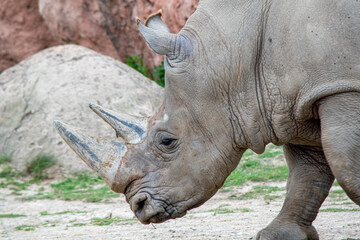 Obraz premium white rhino in zoo
