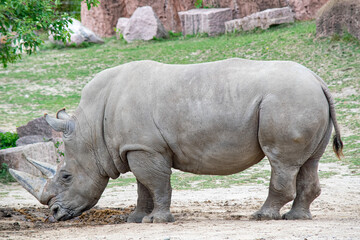 white rhino in zoo