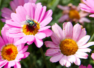 An irridescent green blowfly or bottlefly (Lucilia spec) on a pink and yellow flower in the sunshine