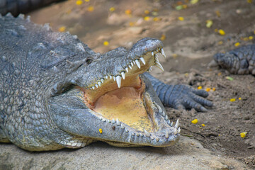crocodile in the water
