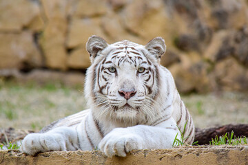 white bengal tiger - Powered by Adobe