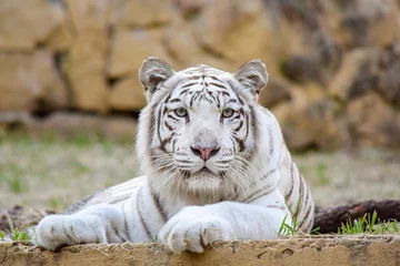 Zelfklevend Fotobehang white bengal tiger © Robert Arango L