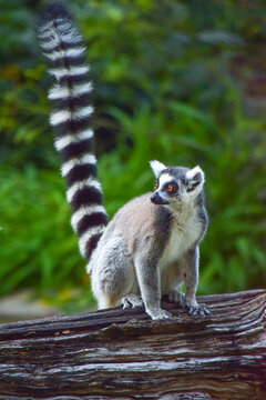 ring tailed lemur catta