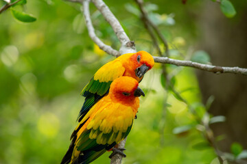 Birds arguing with each other perched on a branch