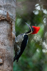 Royal woodpecker on a log in a tropical rainforest