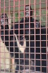 The dangerous black bear in cage.