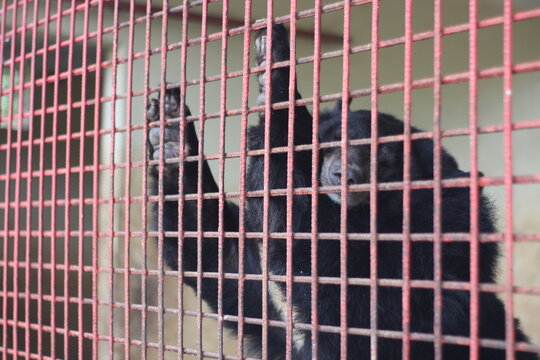 The beautiful black bear in cage