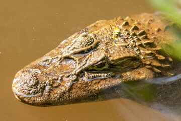 Crocodile floating on the water, reptile face