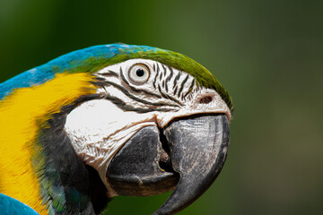 Curious macaw looking at the camera, tropical birds