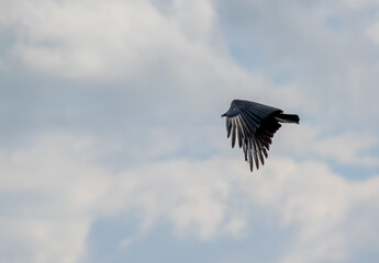 Black bird flying captured over clear sky