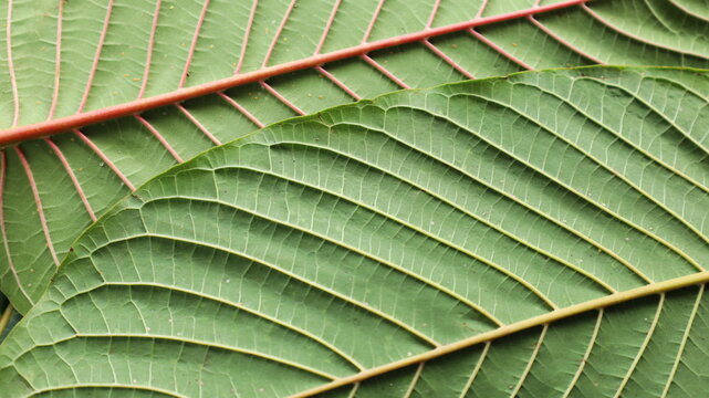 The structure of the kratom leaves. Mitragyna speciosa, the red and white structure on the back of the kratom leaves that can be seen naturally in detail with the naked eye. selective focus