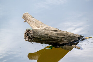 Log over water, tropical wetlands