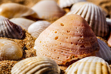 Macro of various sea shells on sand. Focus on sea shell with worm-holes.