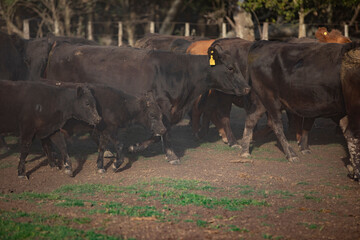 angus in the pampas field