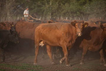working with cattle in a ranch in center argentina