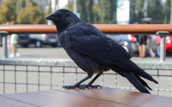 Close-up view of a black bird, a crow standing on a wooden table of a street fast food restaurant, waiting and looking for food. Raven is seated on the fence.