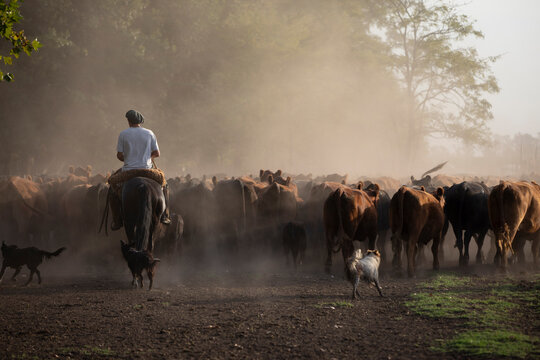 gauchos trabajando con ganado angus en campo