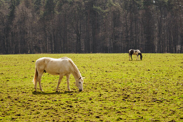 White and spotted horse grazing in front of the forest.