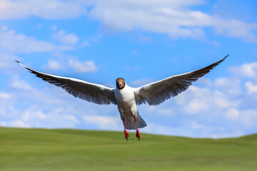A black-headed bird is flying.The graceful posture of the bird in mid air.