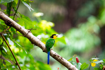 Long - tailed Broadbill