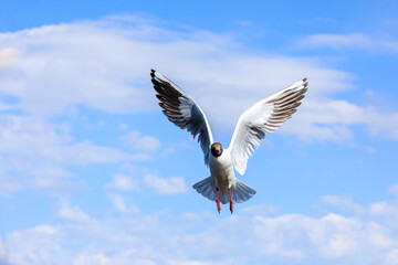 A black-headed gull flying in the blue sky.The graceful posture of the bird in mid air.