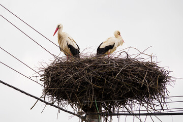 A pair of storks standing in a nest on a power line.