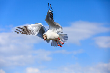 A black-headed gull flying in the blue sky.The graceful posture of the bird in mid air.
