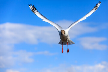 A black-headed gull flying in the blue sky.The graceful posture of the bird in mid air.