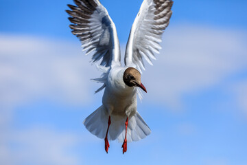 A black-headed gull flying in the blue sky.The graceful posture of the bird in mid air.