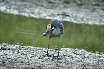 Yellow-crowned night heron (Nyctanassa violacea) eating a crab on the bank of a shallow pond by the beach in Ayampe, Ecuador