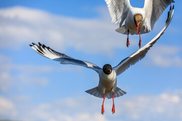 Two black-headed gull flying in the blue sky.The graceful posture of the bird in mid air.