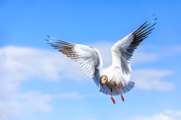 A black-headed gull flying in the blue sky.The graceful posture of the bird in mid air.