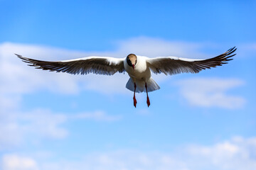 A black-headed gull flying in the blue sky.The graceful posture of the bird in mid air.
