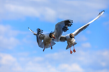 Two black-headed gull flying in the blue sky.The graceful posture of the bird in mid air.