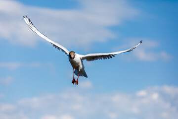 A black-headed gull flying in the blue sky.The graceful posture of the bird in mid air.