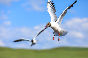 Two black-headed bird is flying.The graceful posture of the bird in mid air.