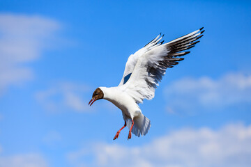 A black-headed gull flying in the blue sky.The graceful posture of the bird in mid air.