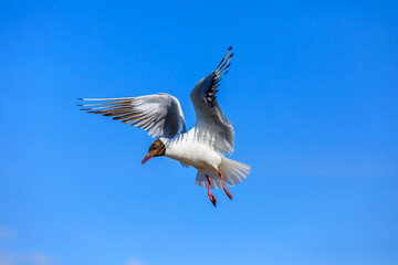 A black-headed gull flying in the blue sky.The graceful posture of the bird in mid air.