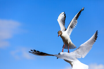 Two black-headed gull flying in the blue sky.The graceful posture of the bird in mid air.