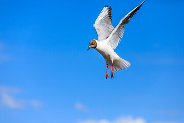 A black-headed gull flying in the blue sky.The graceful posture of the bird in mid air.
