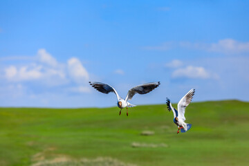 Two black-headed bird is flying.The graceful posture of the bird in mid air.