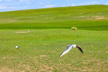 Fototapeta premium Black-headed gull is flying.