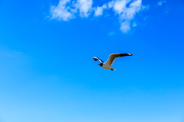 Fototapeta na wymiar A black-headed gull flying in the blue sky.
