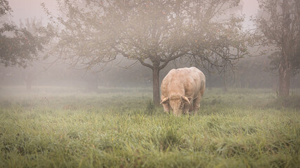 A strong muscled bull grazing in a pasture on a foggy autumn morning