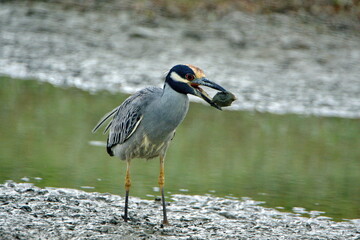 Yellow-crowned night heron (Nyctanassa violacea) eating a crab on the bank of a shallow pond by the beach in Ayampe, Ecuador