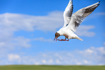 A black-headed bird is flying.The graceful posture of the bird in mid air.