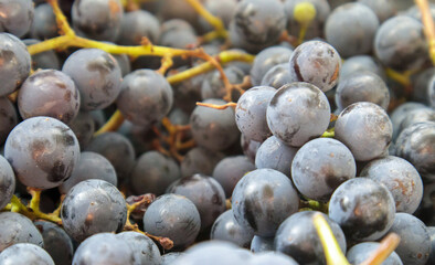 Collection of ripe grapes. Red wine grapes background. Freshly picked black, blue or red dark wine grapes. Healthy fruits. Bunches of grapes, ready to eat. Berries texture as background. Grape sort.