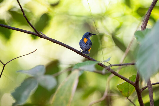 Orange - bellied Flowerpecker