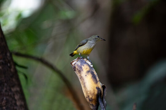 Orange - bellied Flowerpecker