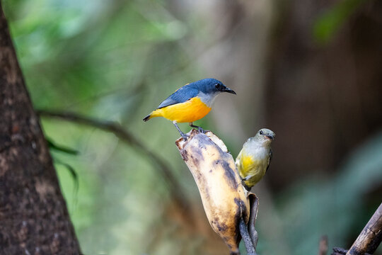 Orange - bellied Flowerpecker